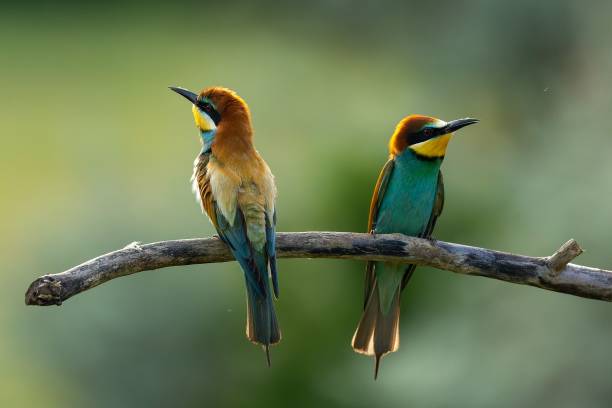 istock Selective focus of two chestnut-headed bee-eaters perched on a tree branch, green blurred background 1462101926