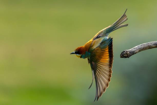 istock Selective focus of a chestnut-headed bee-eater flying from a tree branch, green blurred background 1462101934