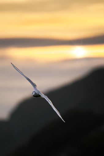 A closeup rear of a gull flying near seascape at sunset, blurred background