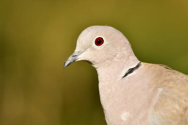 istock Macro profile view of a Eurasian collared dove before the green background 1462102680