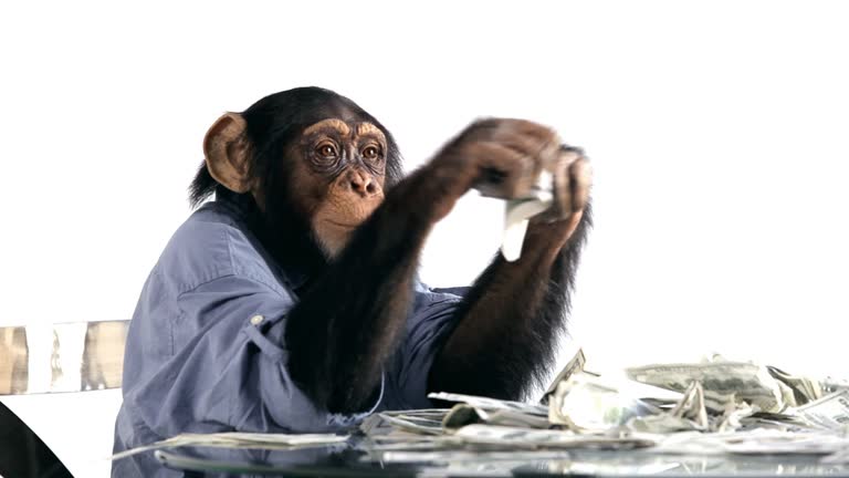 3,372 Funny Monkey Stock Videos and Royalty-Free Footage - iStock | Funny monkey white background 3,372 Funny Monkey Stock Videos and Royalty-Free Footage - iStock | Funny monkey white background