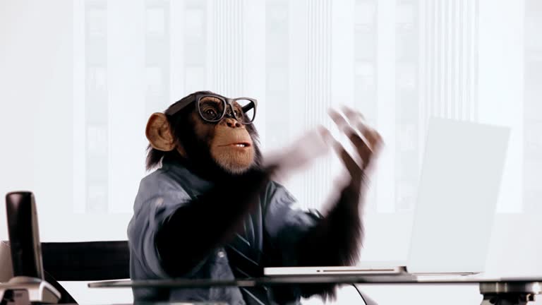 Chimp Laptop Clapping