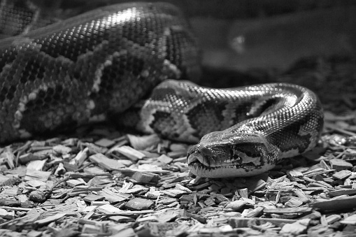 A closeup grayscale of the Indian python (Python molurus) with patterns on the skin in the daytime