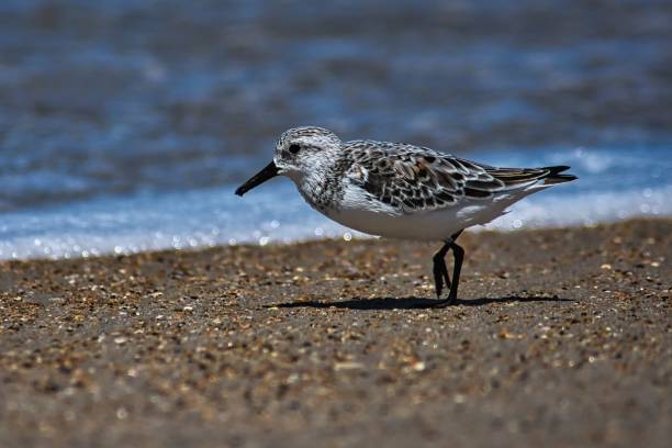 istock Closeup shot of a sanderling bird perched on a seashore 1462107951