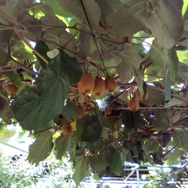 istock Kiwifruit in a private garden 1462109373