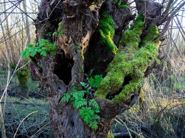 istock Closeup shot of a tree trunk covered in green moss 1462110017