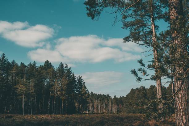 istock Landscape view of the pine trees in the forest 1462110547