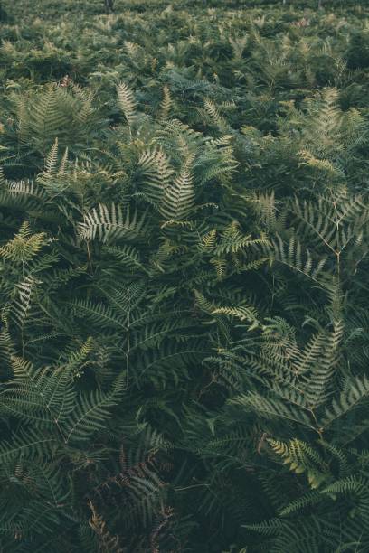 istock Vertical shot of the fern branches 1462110556