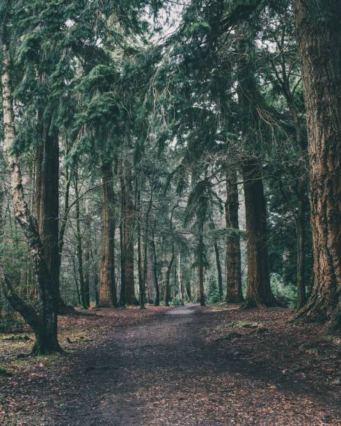 istock Vertical shot of the pine trees in the forest 1462110564