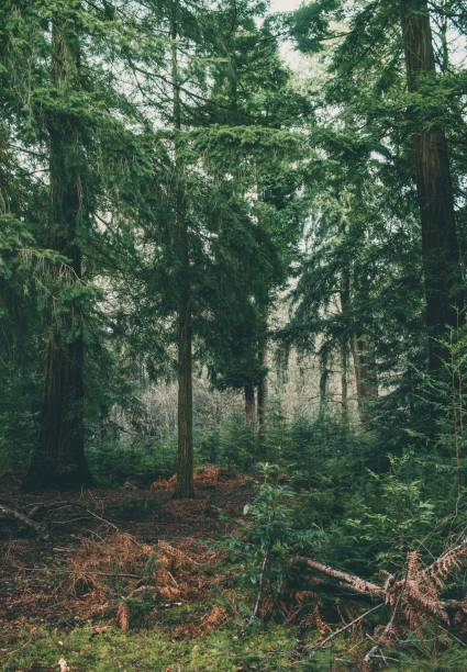 istock Vertical shot of the pine trees in the forest 1462110565
