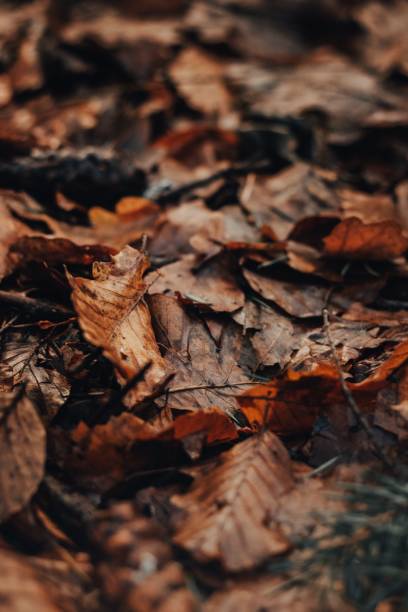 istock Vertical shot of the fallen leaves 1462110586