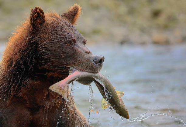 istock Brown bear catching fish in the river looking aside 1462111043