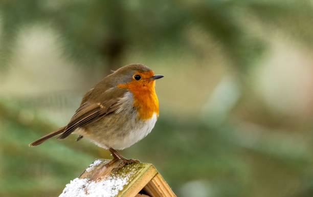 istock Selective of a European robin (Erithacus rubecula) on a branch 1462111157