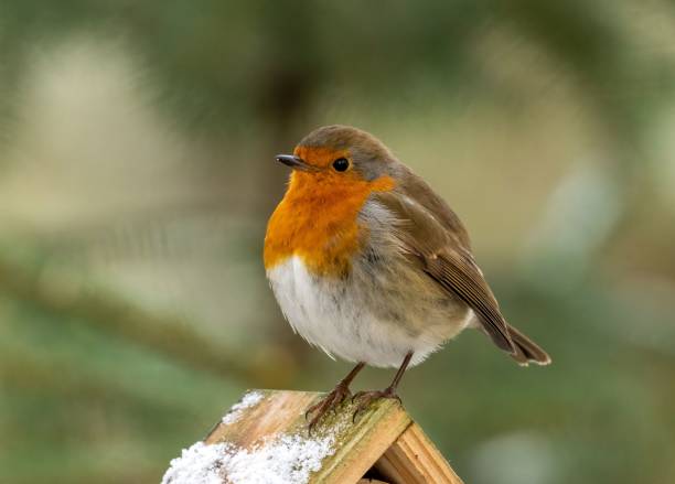 istock Selective of a European robin (Erithacus rubecula) on a branch 1462111159