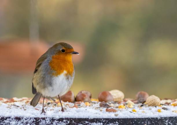 istock Selective of European robin (Erithacus rubecula) 1462111181