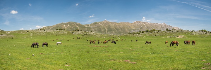 Four horses stand together on a large farm (estancia) in Los Glaciares National Park in Patagonia, Argentina. In the background, a mountain range. Sunny weather.