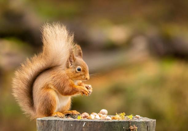 istock Closeup of a common squirrel (Sciurus vulgaris) on a tree log 1462111230