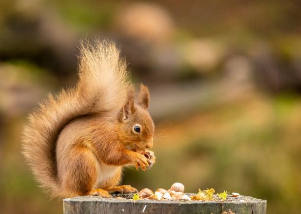 istock Closeup of a common squirrel (Sciurus vulgaris) on a tree log 1462111236
