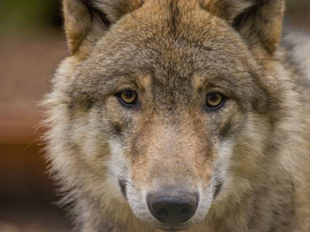 istock Closeup shot of a wolf 1462111248