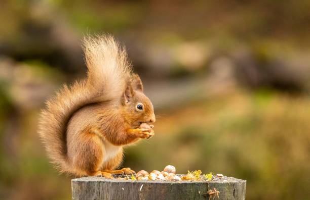 istock Closeup of a common squirrel (Sciurus vulgaris) on a tree log 1462111313