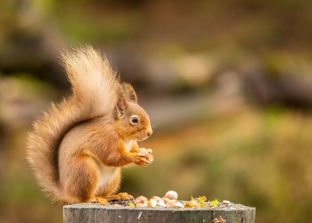 istock Closeup of a common squirrel (Sciurus vulgaris) on a tree log 1462111317