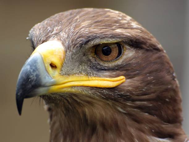 Closeup shot of the steppe eagle A closeup shot of the steppe eagle steppe eagle aquila nipalensis detail of eagles head stock pictures, royalty-free photos & images