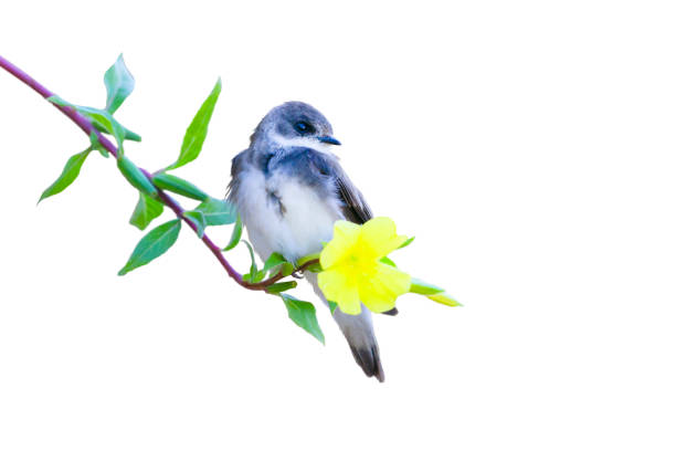 istock bird sitting on a flower isolated on white 1462112023