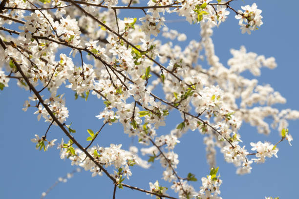 istock Spring bloom white flowers. Cherry blossom twigs 1462118125