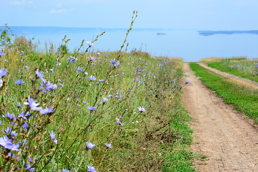 country road with blooming chicory plant going to horizon with Volga river and blue sky