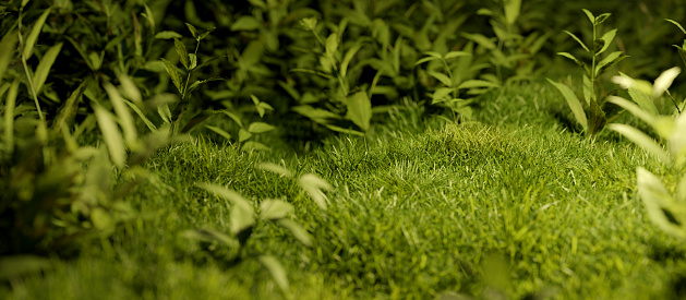 Close Up Green Nature Environment Concept Background, Calming View illustration.
