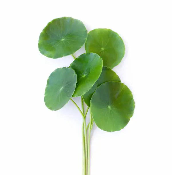 Asiatica centella leaf (Gotu Kola leaves) isolated on white background.