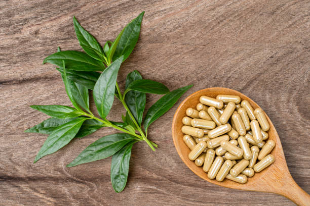 istock Andrographis paniculata or Kariyat leaf plant with herb capsules 1462119706