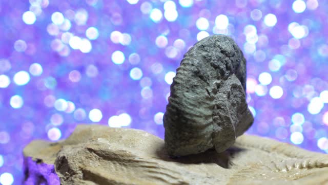 Ammonite fossilized squid against blue