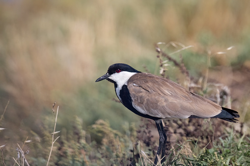 Spur-winged lapwing or plover Vanellus spinosus on Delta Evros Greece.