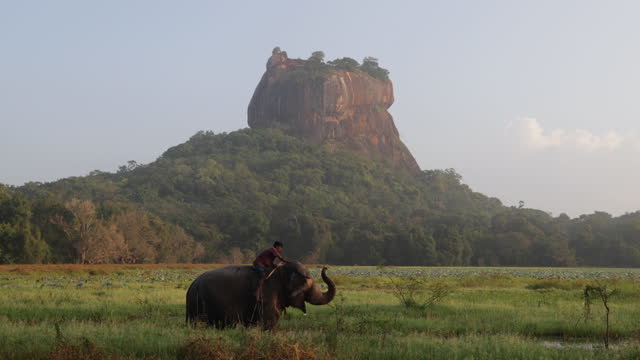 Mahout riding his elephant, Sigiriya Rock on the  background, Sri Lanka