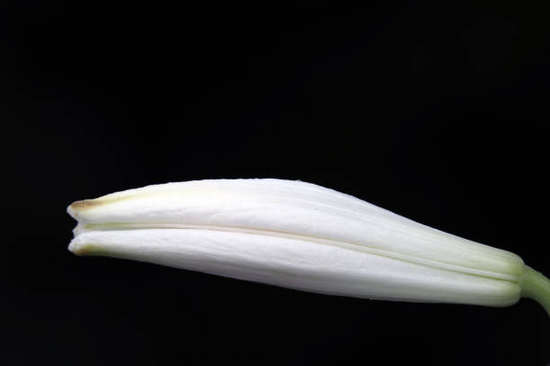 Close up view Pollen of Lilly flower over blur greenery background, White Lilly flower over green natural Blur background.
