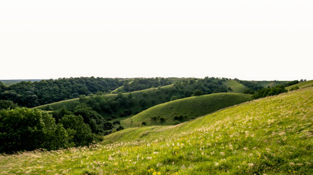 A field full of green grass and hills