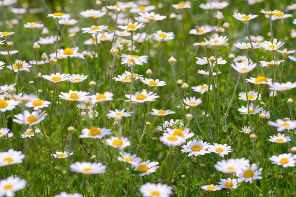 Springtime field with flowers.