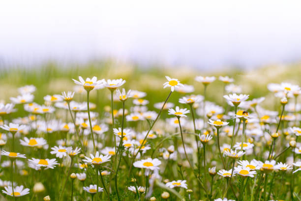 prato di erbe selvatiche con camomilla in fiore - spring close up daisy yellow foto e immagini stock