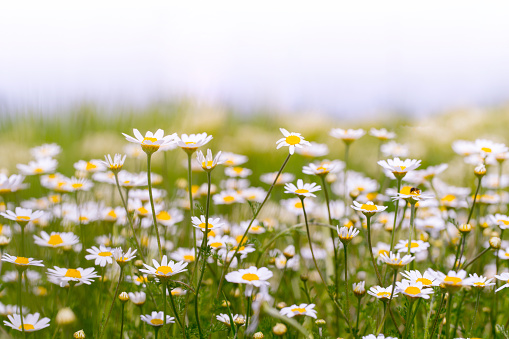 Wild herb meadow with flowering chamomile