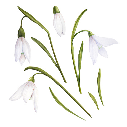 Watercolor illustration of tender snowdrops and green leaves isolated set on white background