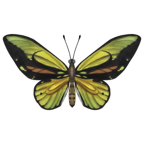istock Beautiful yellow-green butterfly. Hand-drawn watercolor illustration isolated on white background. Can be used for card, poster, stickers, scrapbook 1462145702