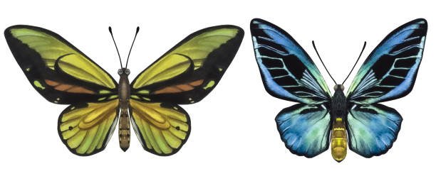 istock Beautiful colorful butterflies. Hand-drawn watercolor illustration isolated on white background. Can be used for card, poster, stickers, scrapbook 1462145973