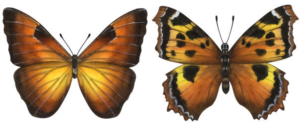 istock Beautiful orange butterflies. Hand-drawn watercolor illustration isolated on white background. Can be used for card, poster, stickers, scrapbook 1462145975