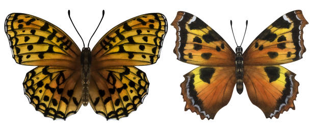 istock Beautiful orange butterflies. Hand-drawn watercolor illustration isolated on white background. Can be used for card, poster, stickers, scrapbook 1462145988