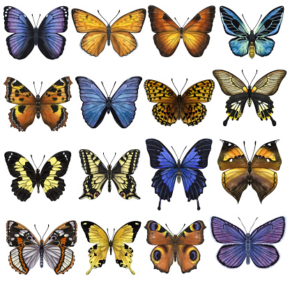 Beautiful colorful butterflies. Hand-drawn watercolor illustration isolated on white background. Can be used for card, poster, label, stickers, scrapbook.