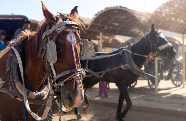 Selective focus of brown and white horse head with old and traditional reins pulling a carriage in Edfu, Egypt. Animal mistreatment and abuse with more horses around