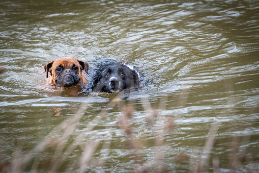 Two faces of funny dogs in the water? They are swiming in a lake