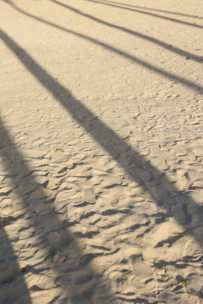 istock Shadow from the trunks of a palm tree on the sand 1462148028