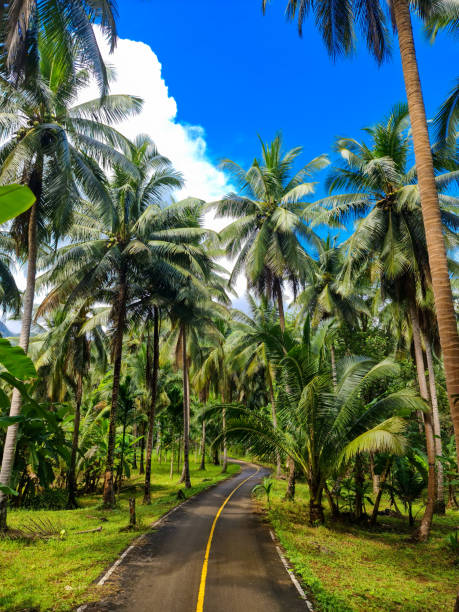 istock Road is immersed in the palm forest. 1462148221